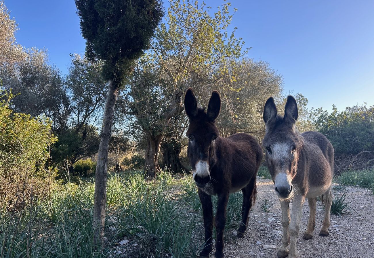 Country house in Pollensa - Family holiday in Pollensa