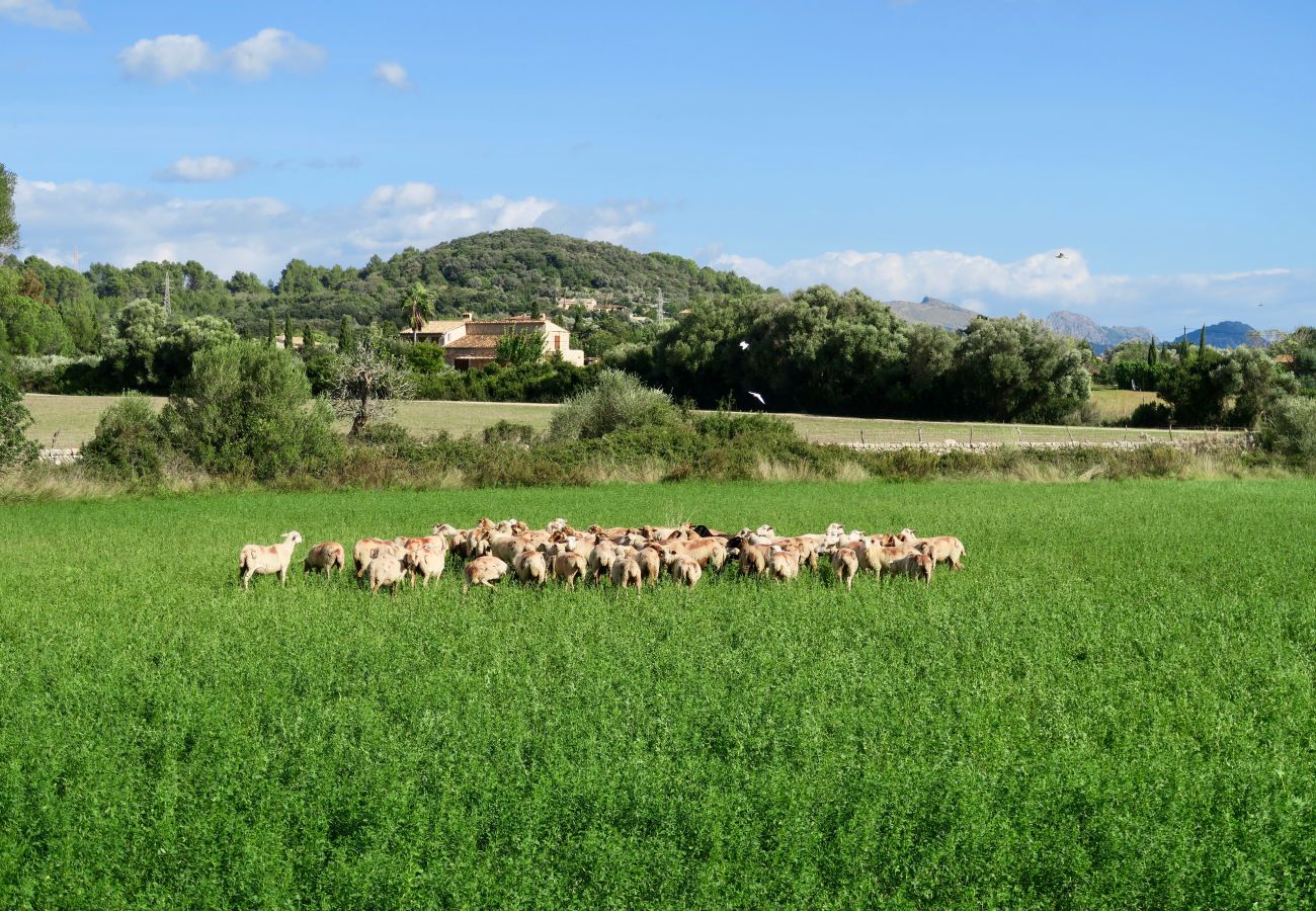 Ferienwohnung in Pollensa / Pollença - Atico Angels